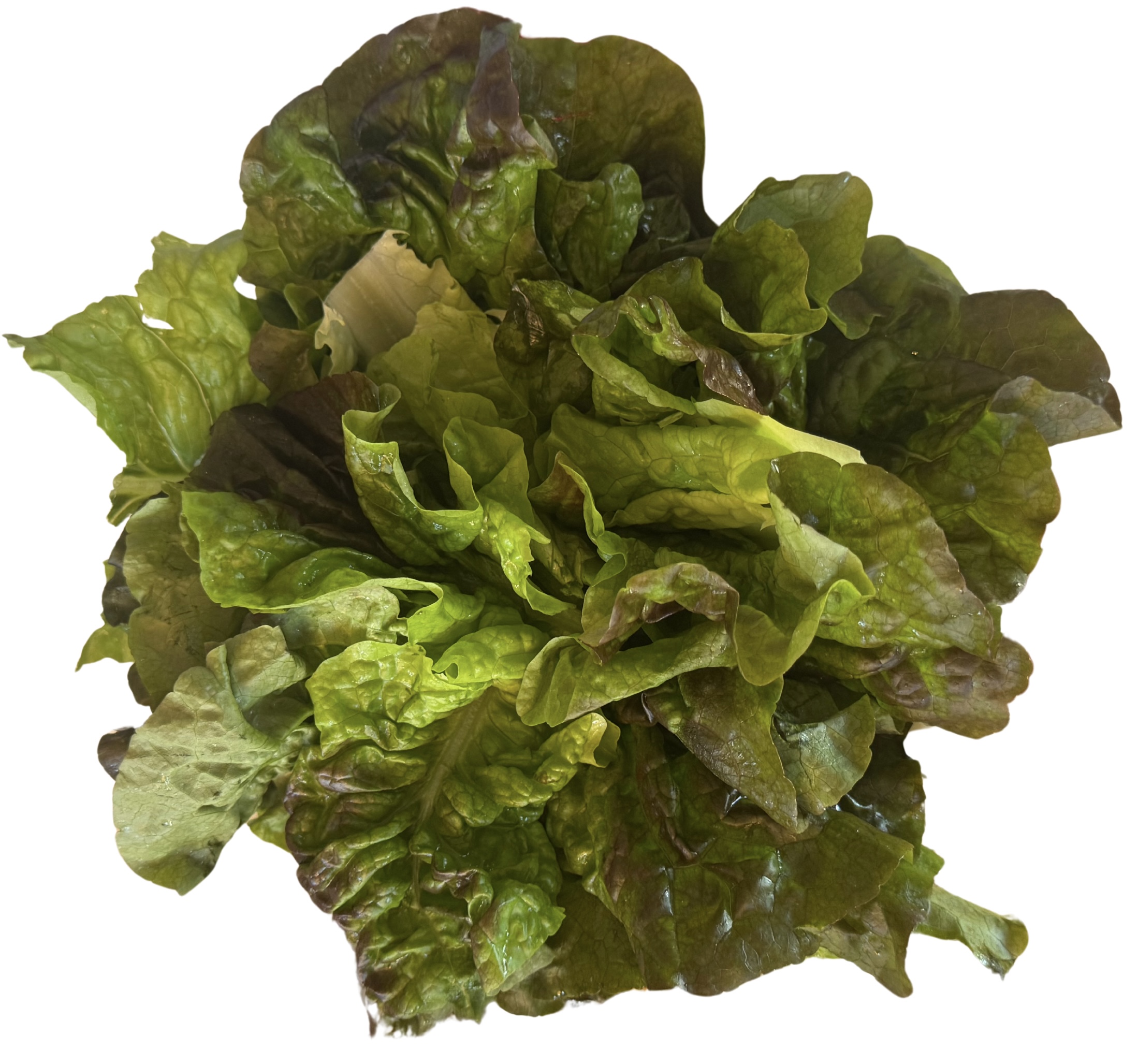 Lettuce